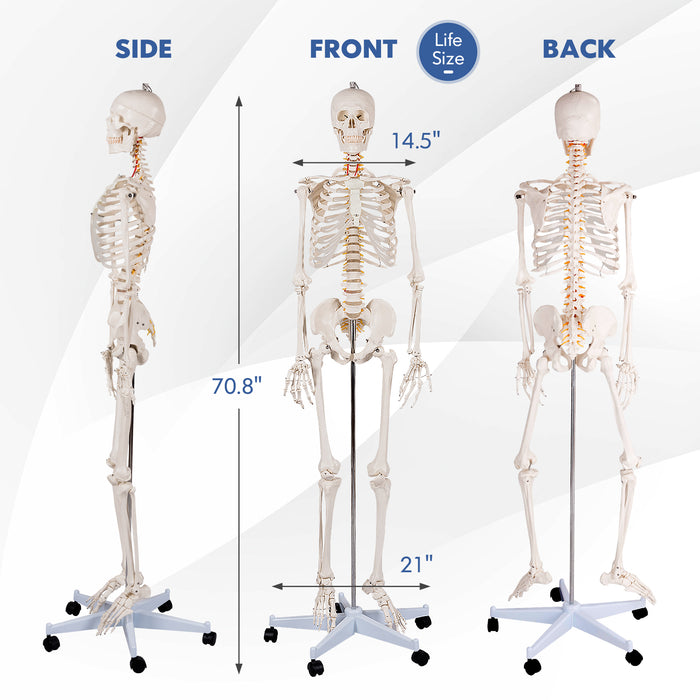 Medical School Human Anatomy Class Life-size Skeleton Model