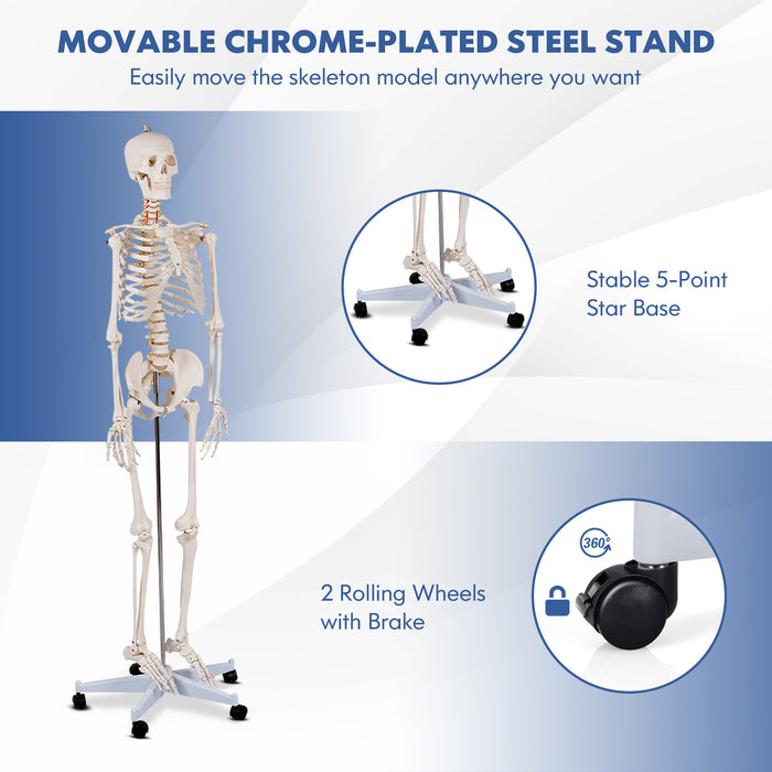 Medical School Human Anatomy Class Life-size Skeleton Model