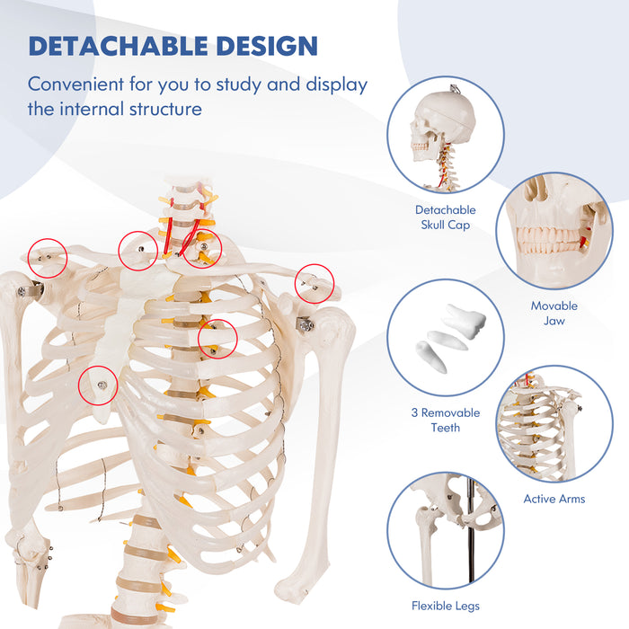 Medical School Human Anatomy Class Life-size Skeleton Model